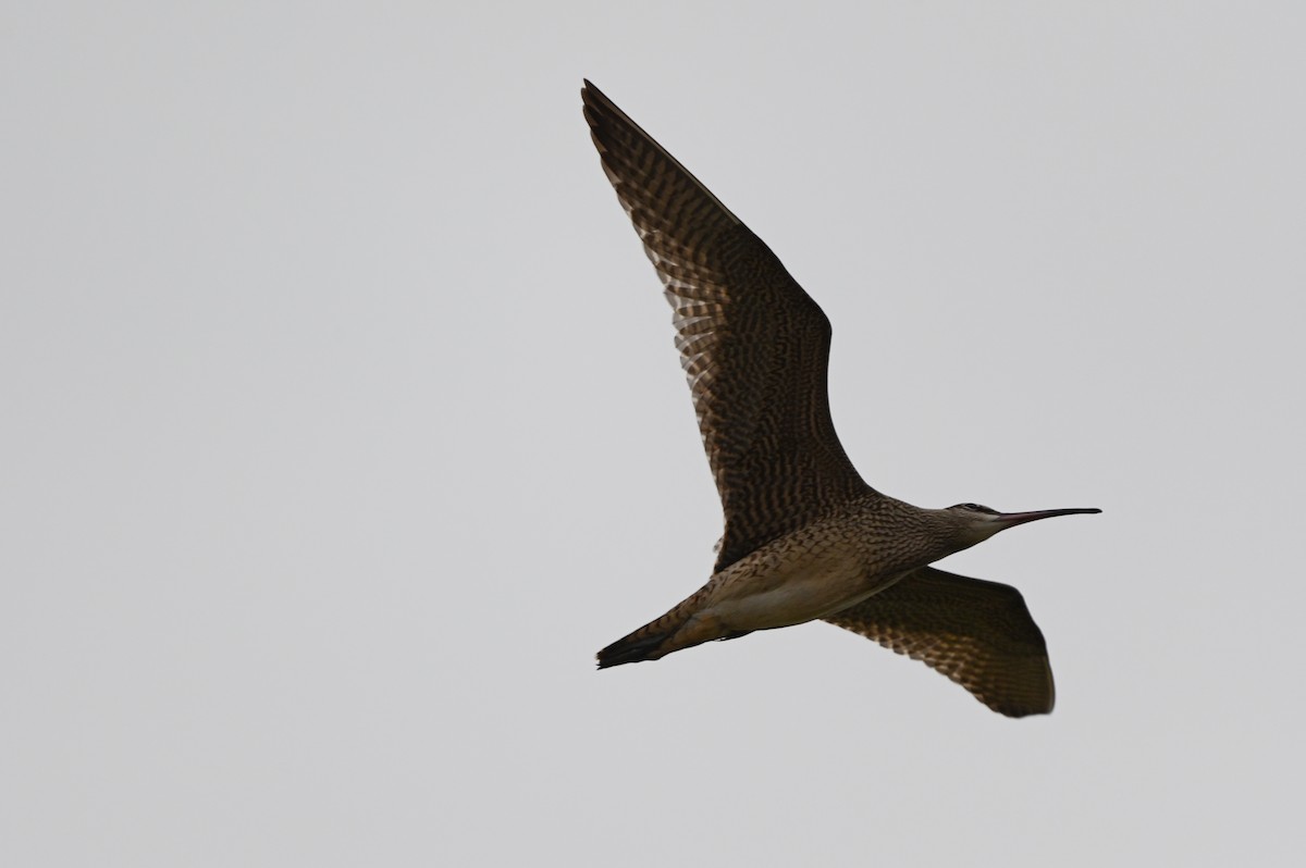 Whimbrel - ML606235391