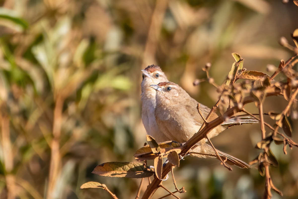 Rufous-fronted Thornbird - ML606235401