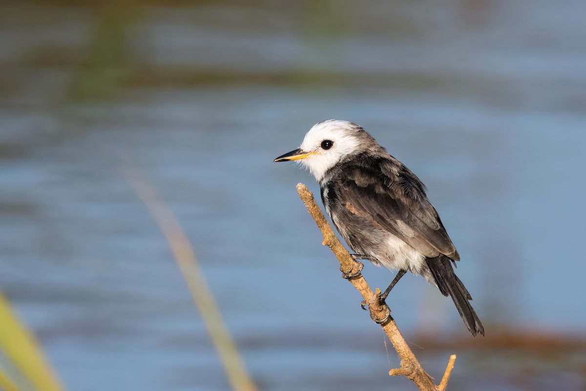 White-headed Marsh Tyrant - Marcos Eugênio Birding Guide