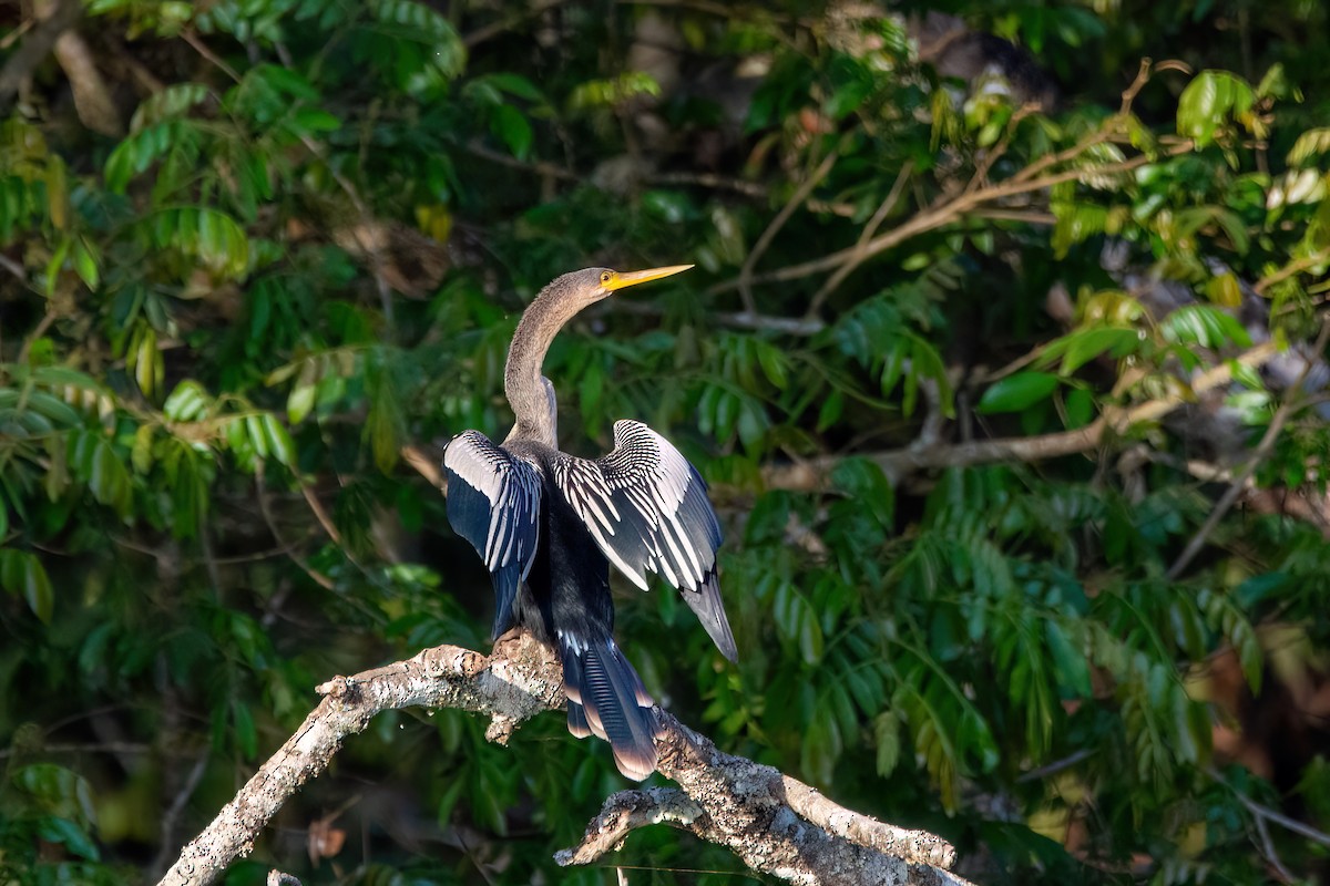 Amerika-Schlangenhalsvogel - ML606235511