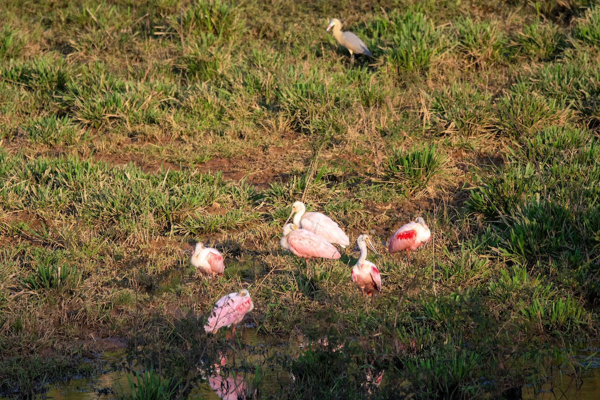 Roseate Spoonbill - ML606235561