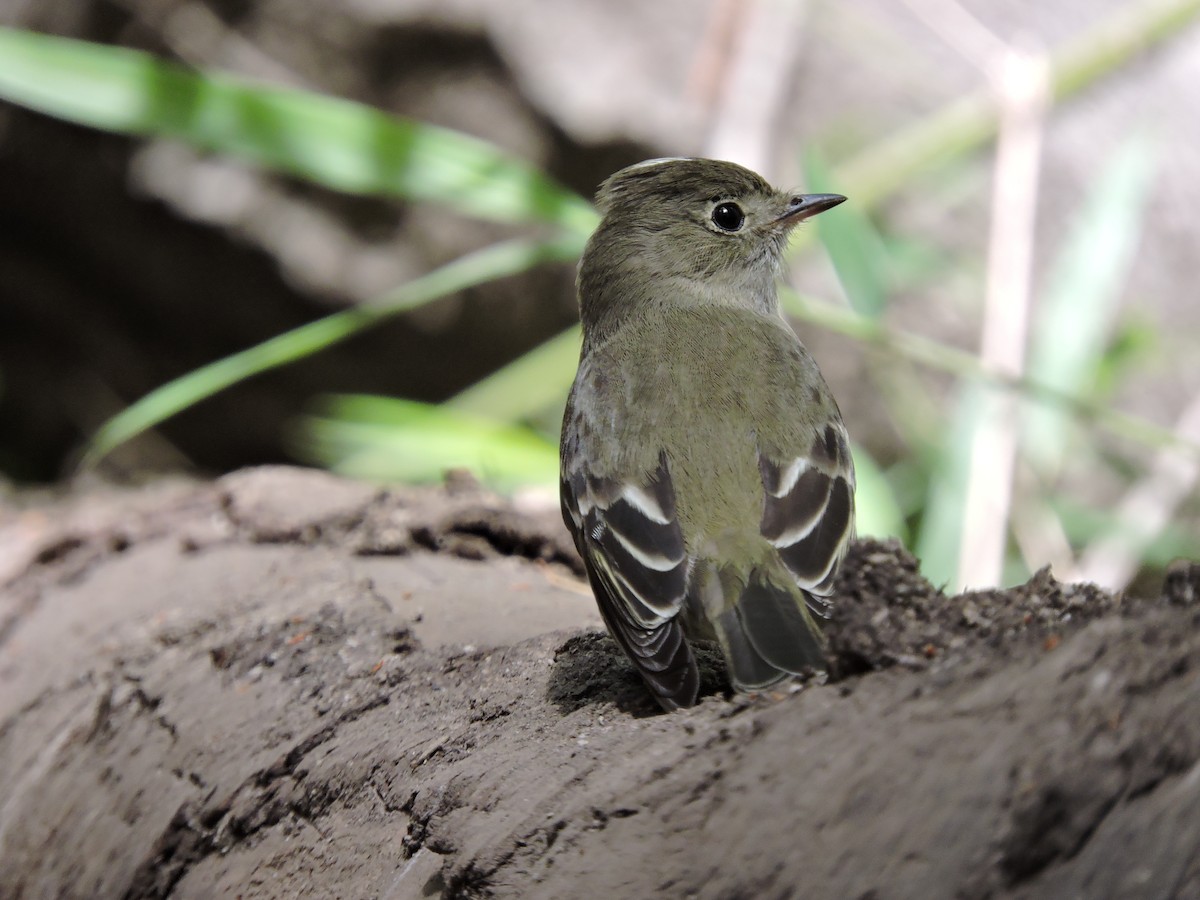 White-crested Elaenia - ML606235741