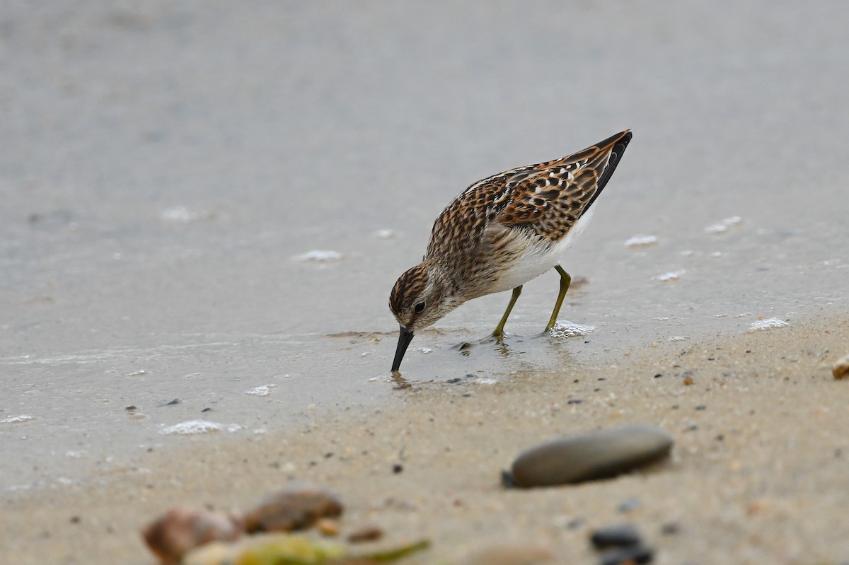 Least Sandpiper - Dan O'Brien