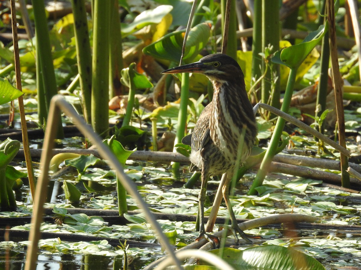 Green Heron - ML606236891