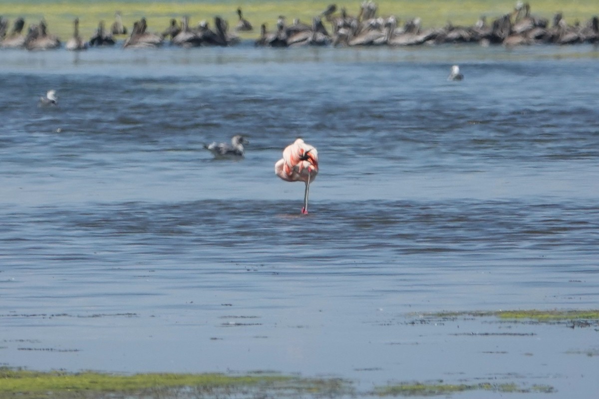 Chilean Flamingo - Monica P