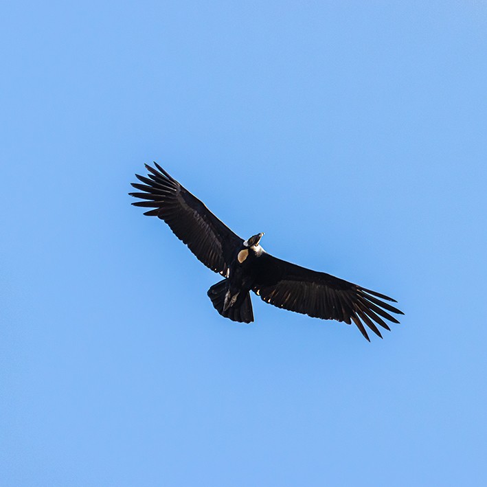 Andean Condor - ML606238471