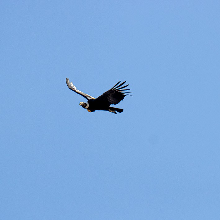 Andean Condor - Peru Women Birders - PWB