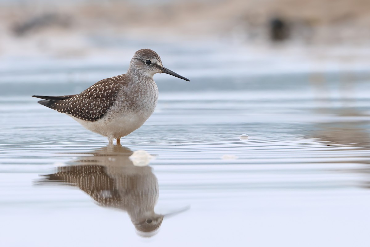 Lesser Yellowlegs - ML606238971