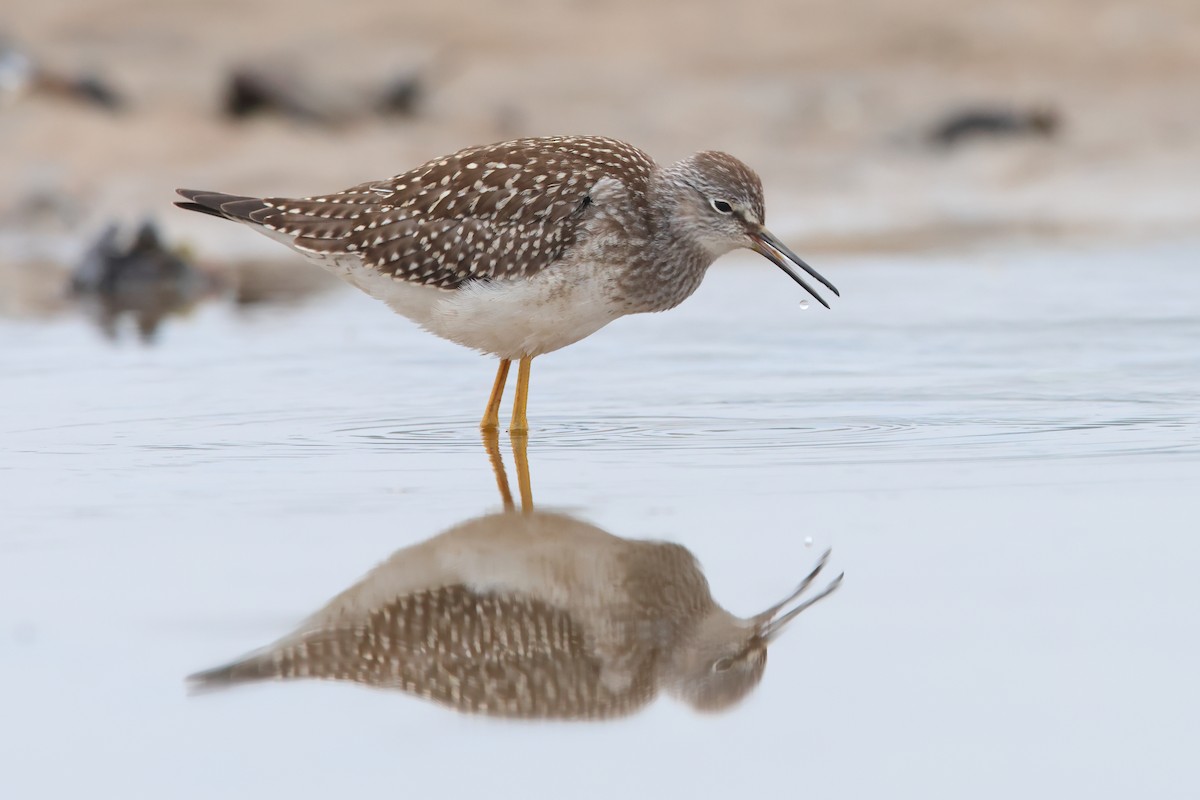 Lesser Yellowlegs - ML606238991