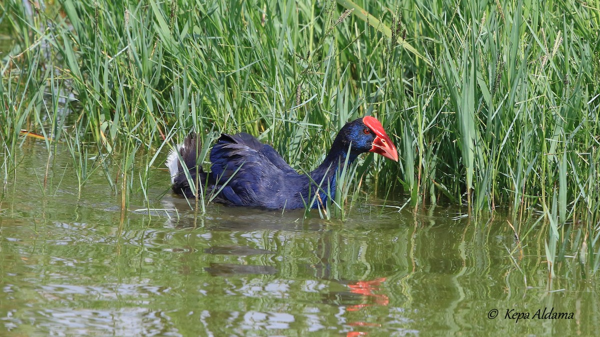 Western Swamphen - ML606239221