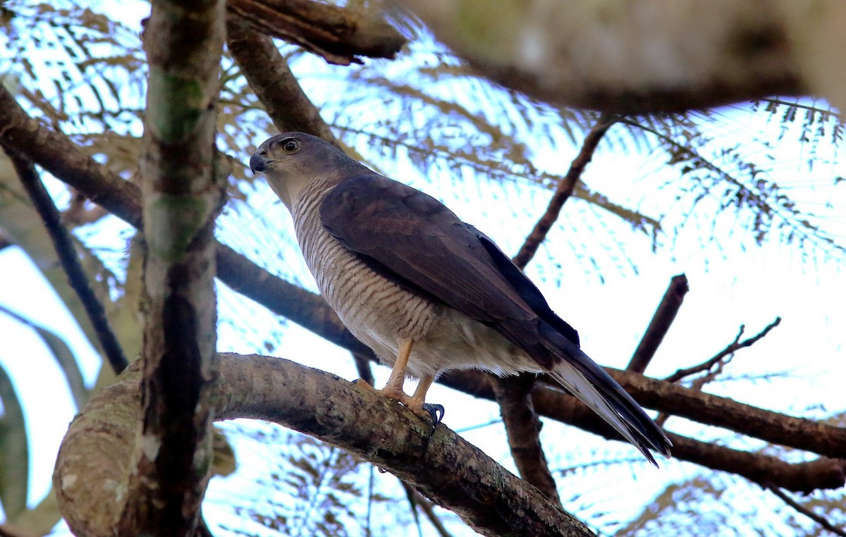 African Goshawk - ML60624071