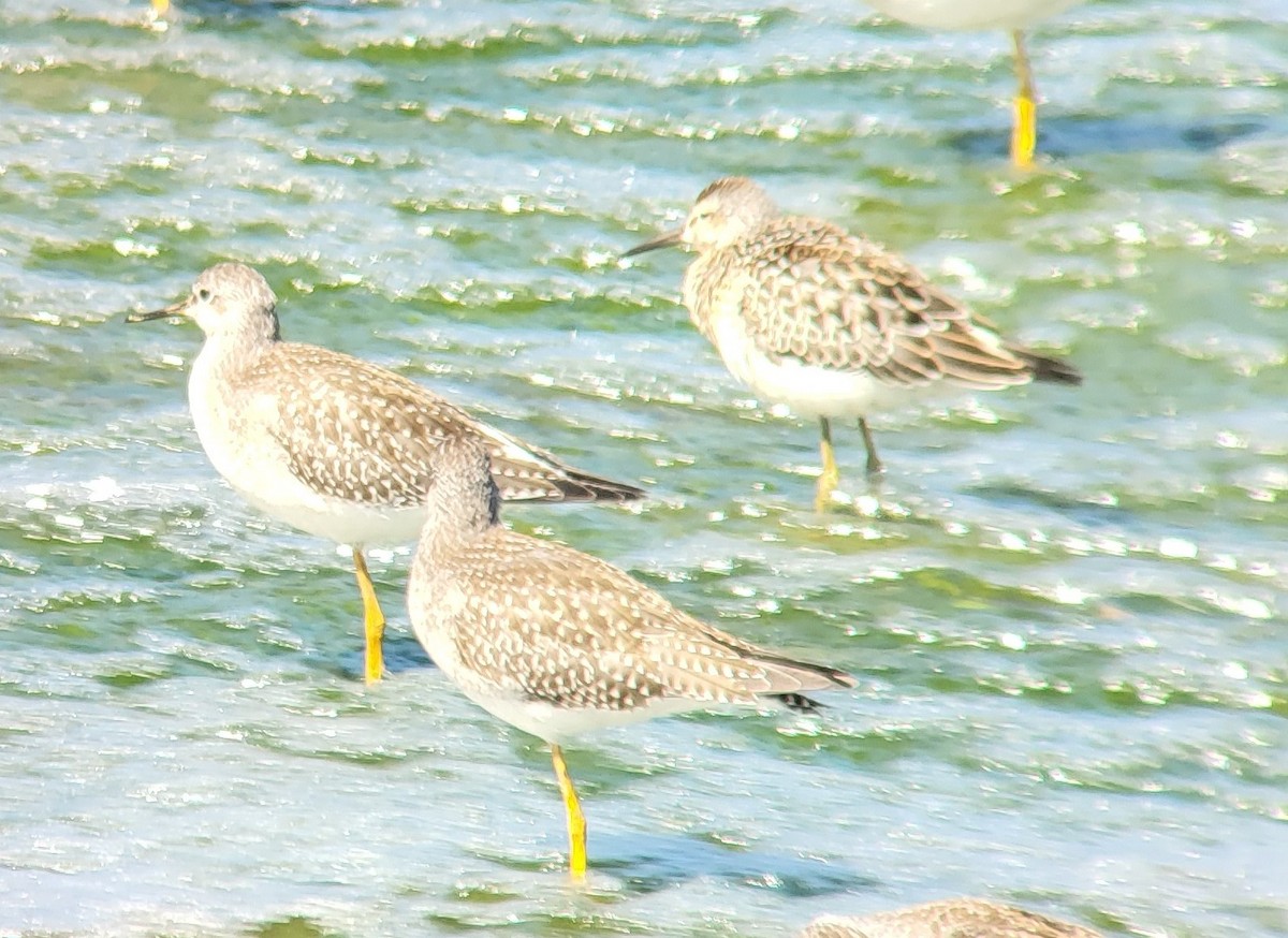 Stilt Sandpiper - ML606240901