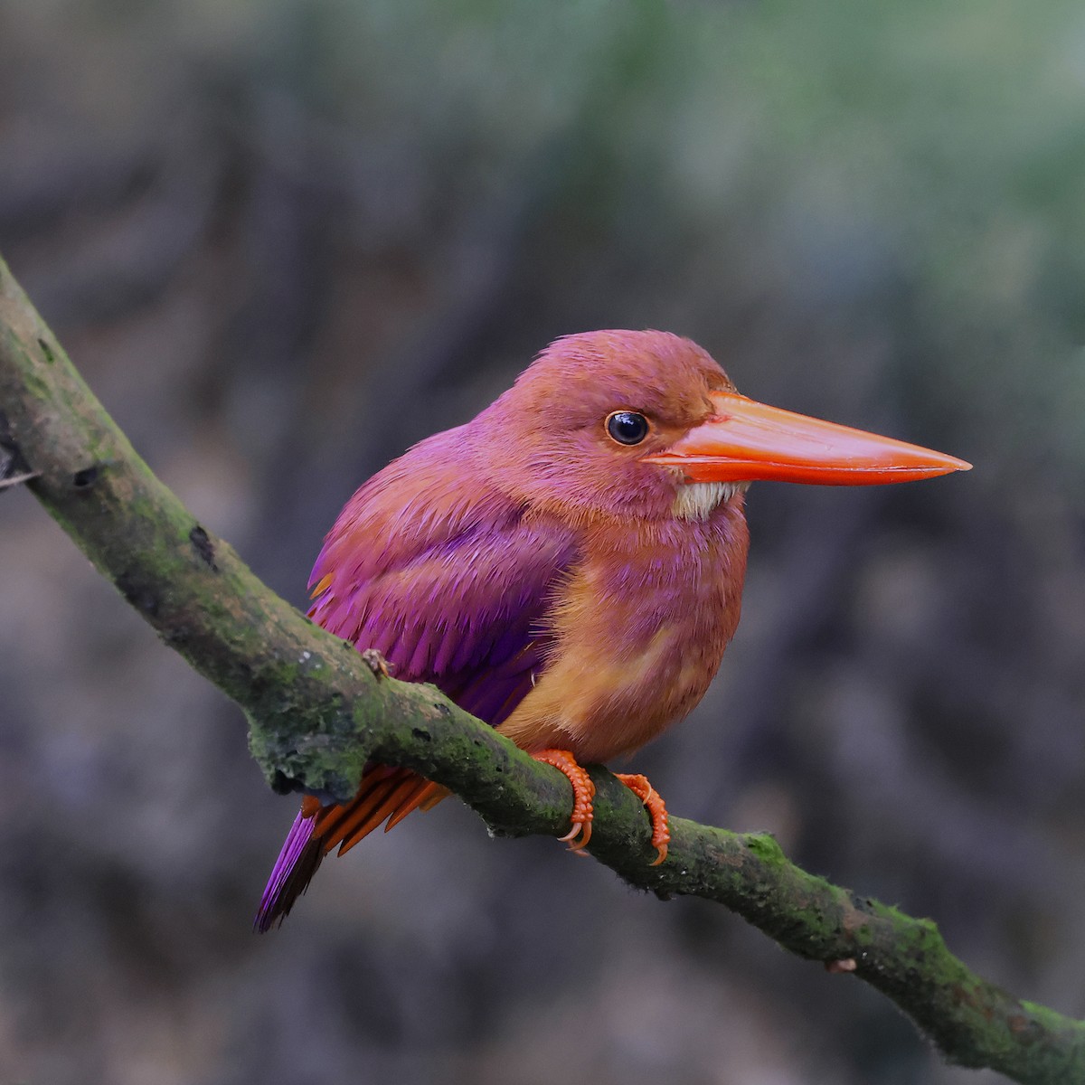 Ruddy Kingfisher - ML606241141