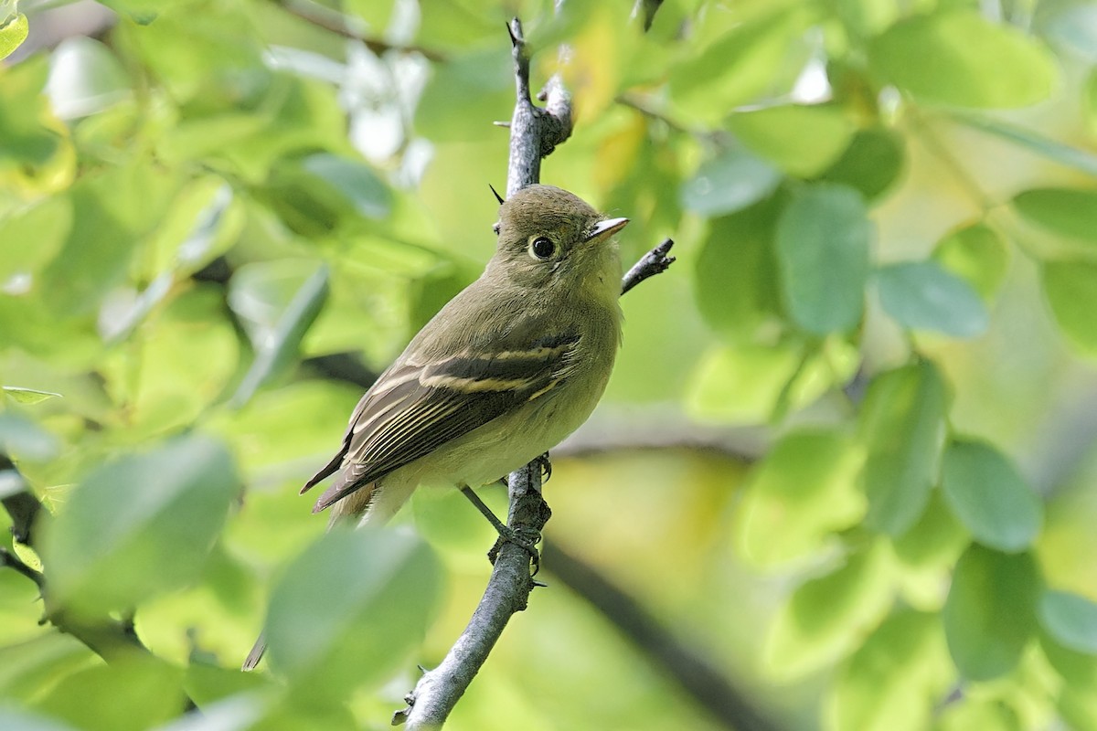 Western Flycatcher (Cordilleran) - Bob Walker