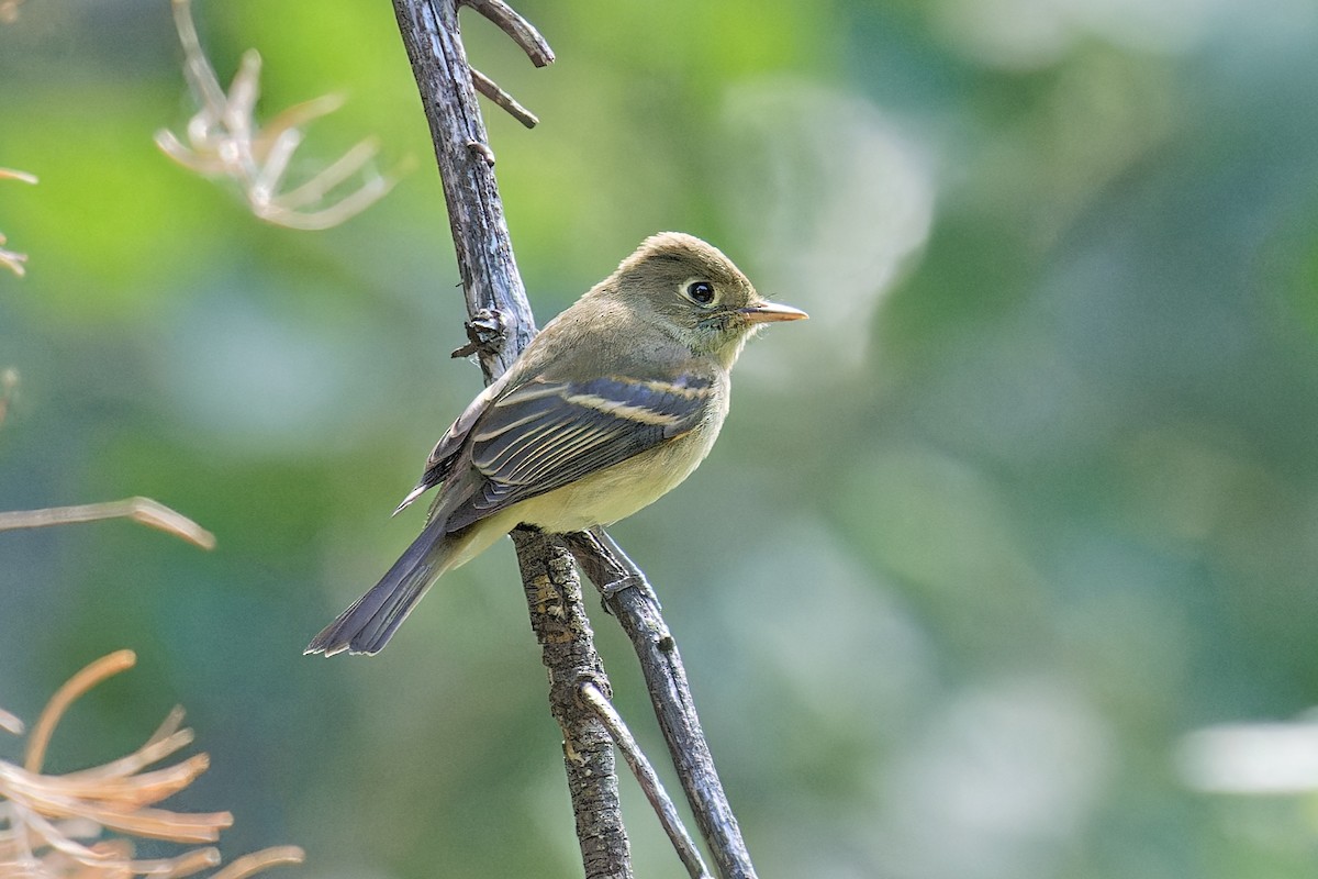 Western Flycatcher (Cordilleran) - ML606243031