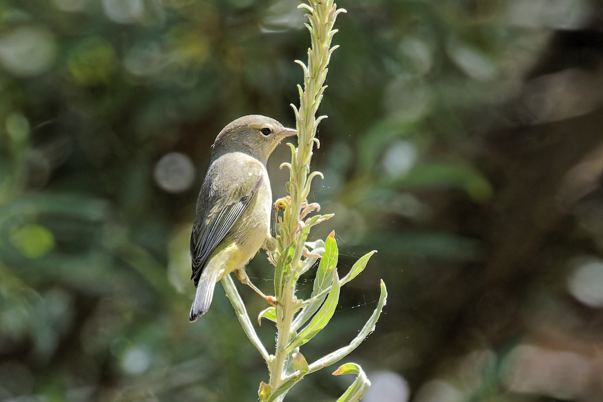 Orange-crowned Warbler - ML606243821