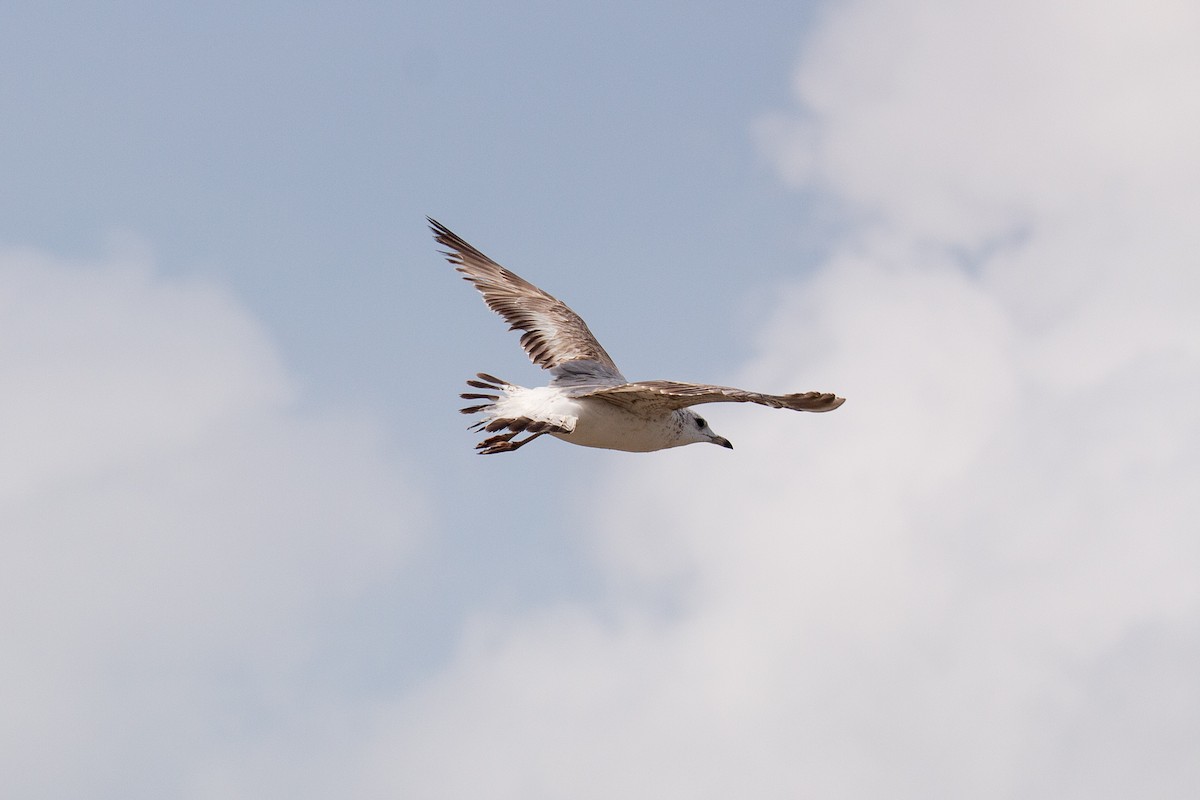 Common Gull - ML606244721