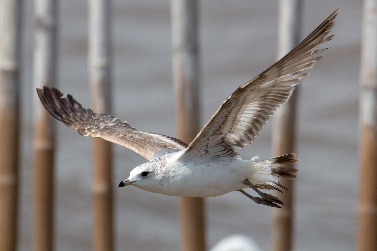 Common Gull - ML606244731