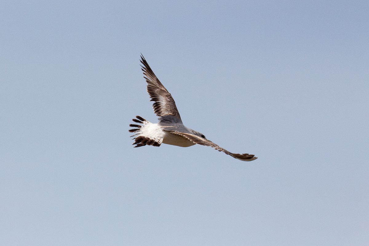 Common Gull - ML606244741