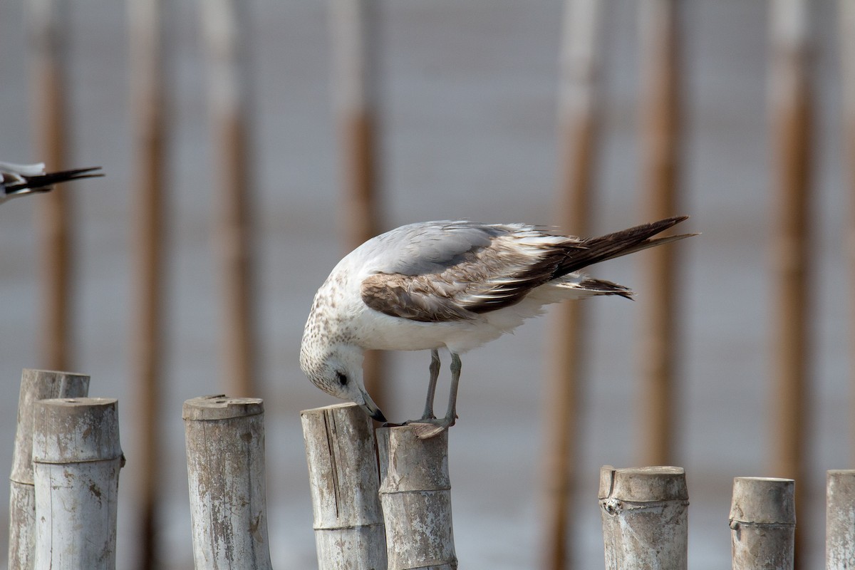 Common Gull - ML606244951