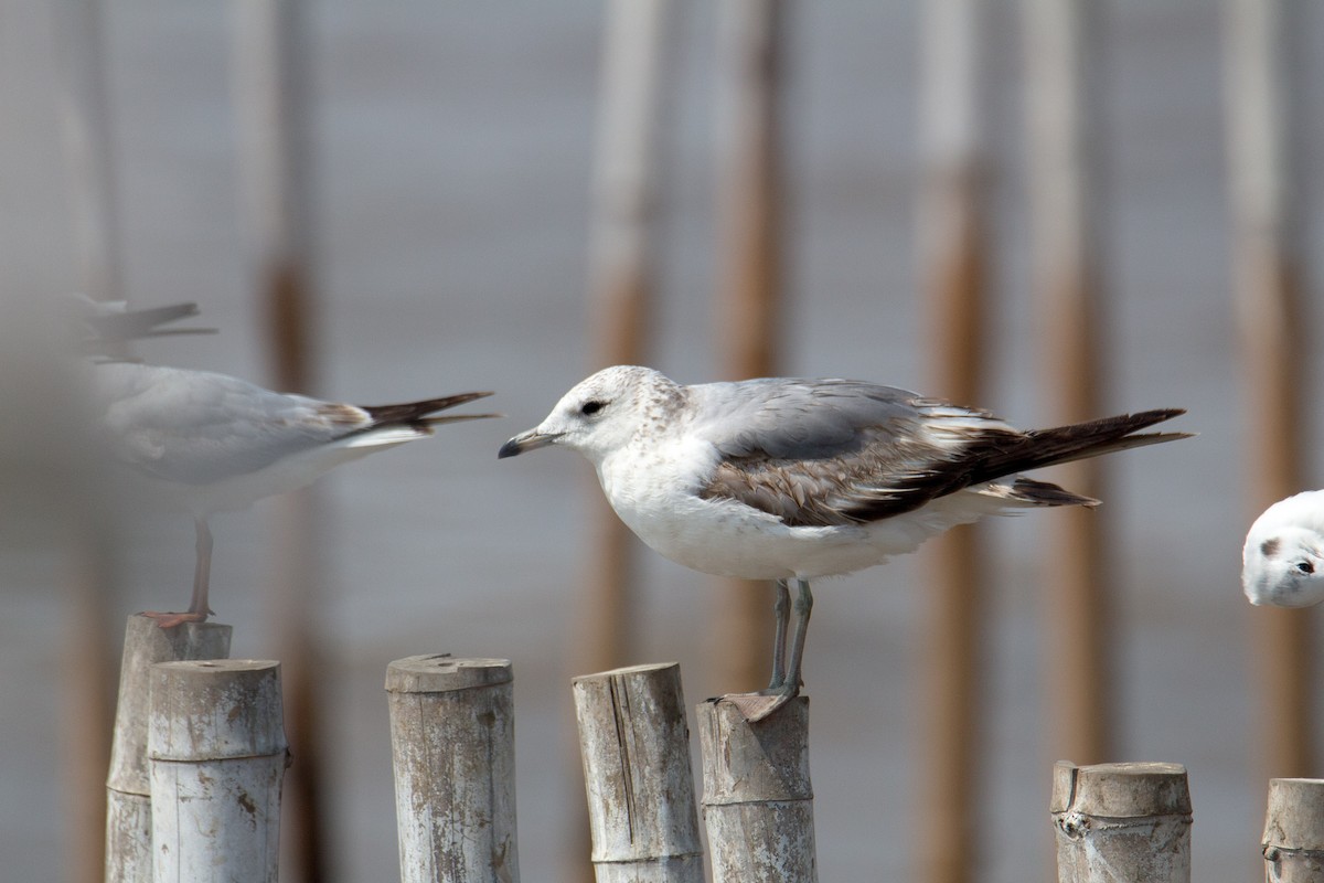 Common Gull - ML606244981