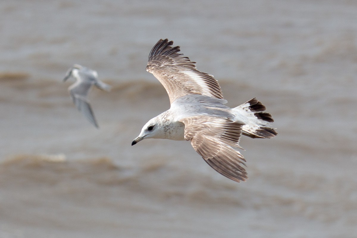 Common Gull - ML606245011