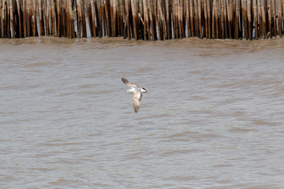 Common Gull - ML606245041