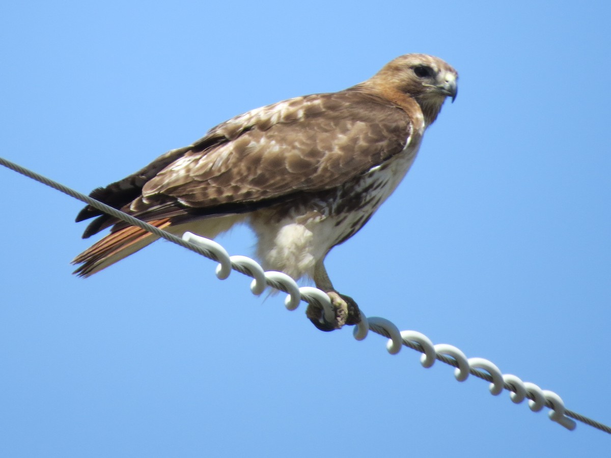 Red-tailed Hawk - Ethan Maynard