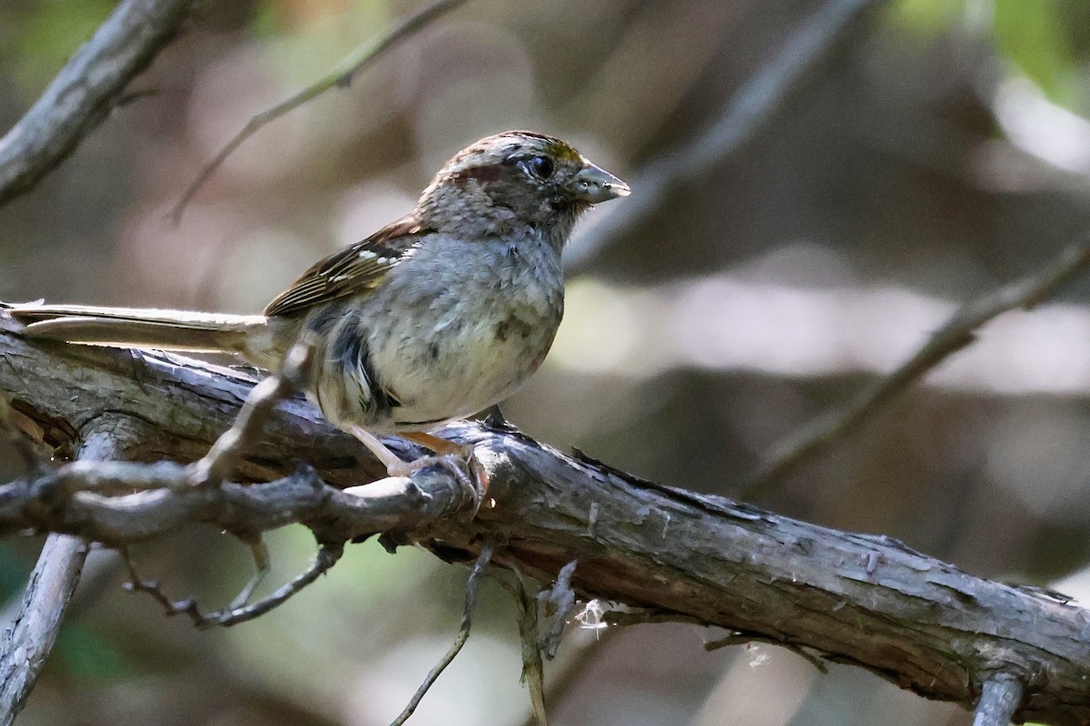 White-throated Sparrow - ML606245961