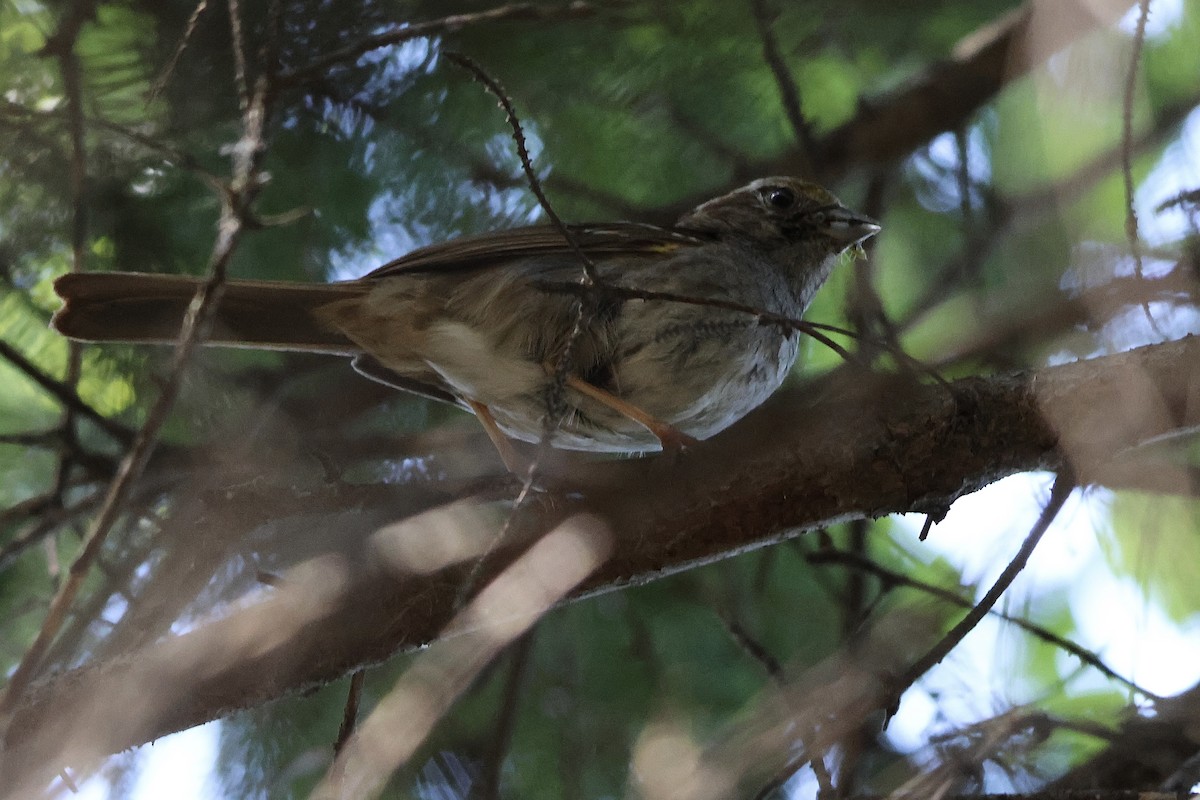 White-throated Sparrow - ML606245971