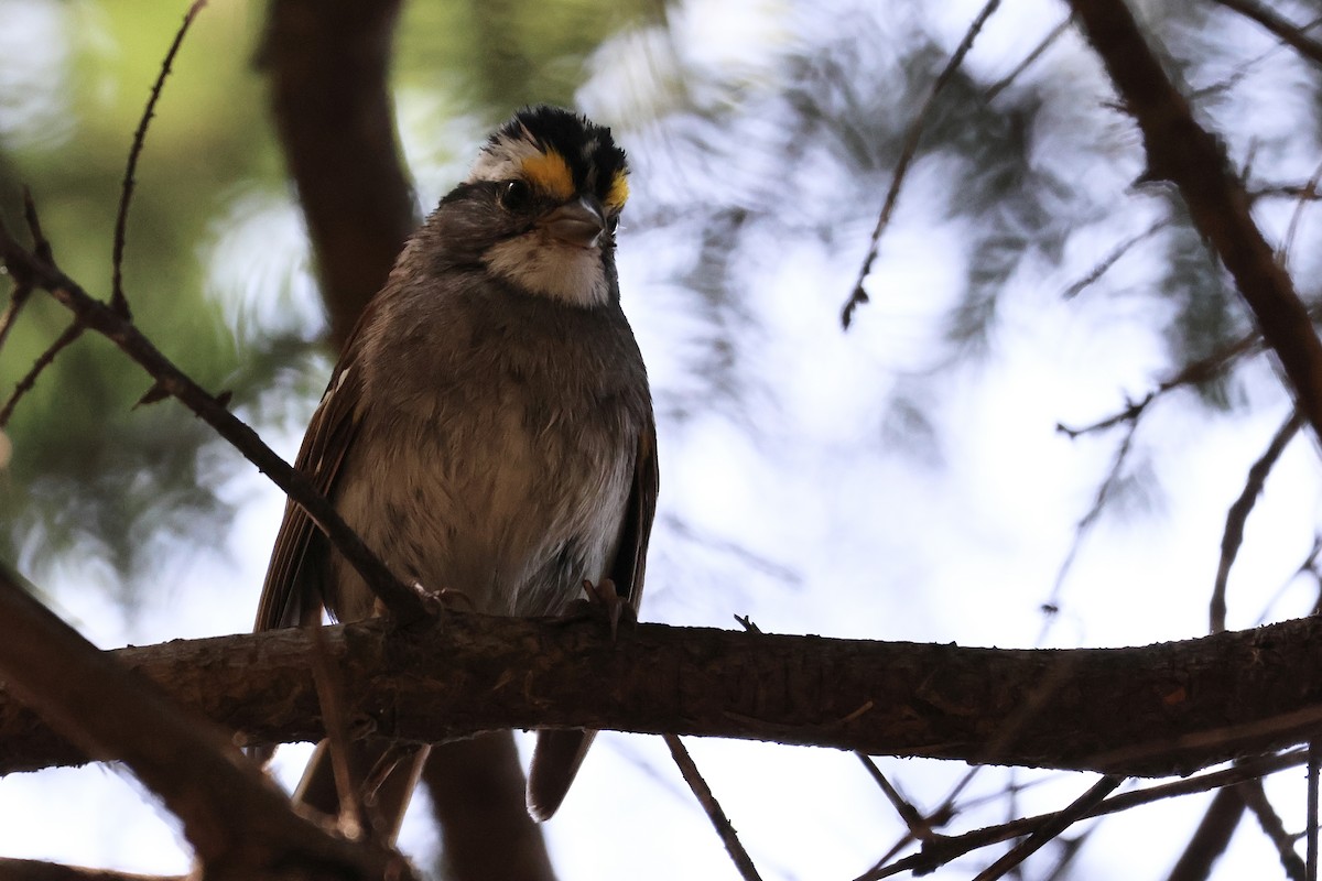 White-throated Sparrow - ML606245981
