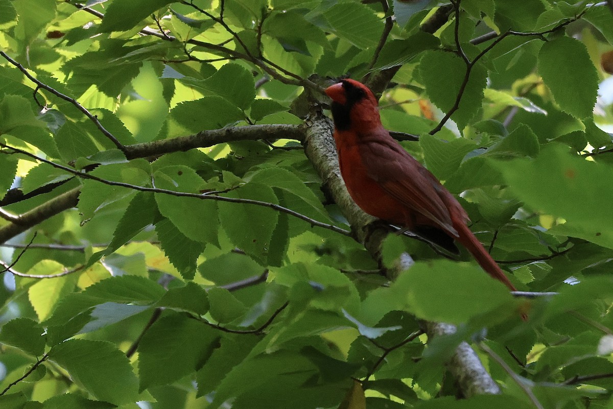 Cardinal rouge - ML606246351