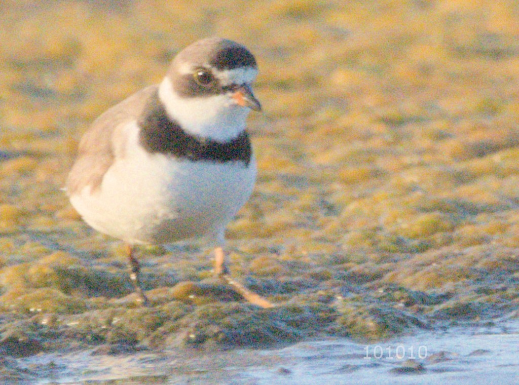 Semipalmated Plover - ML606246381