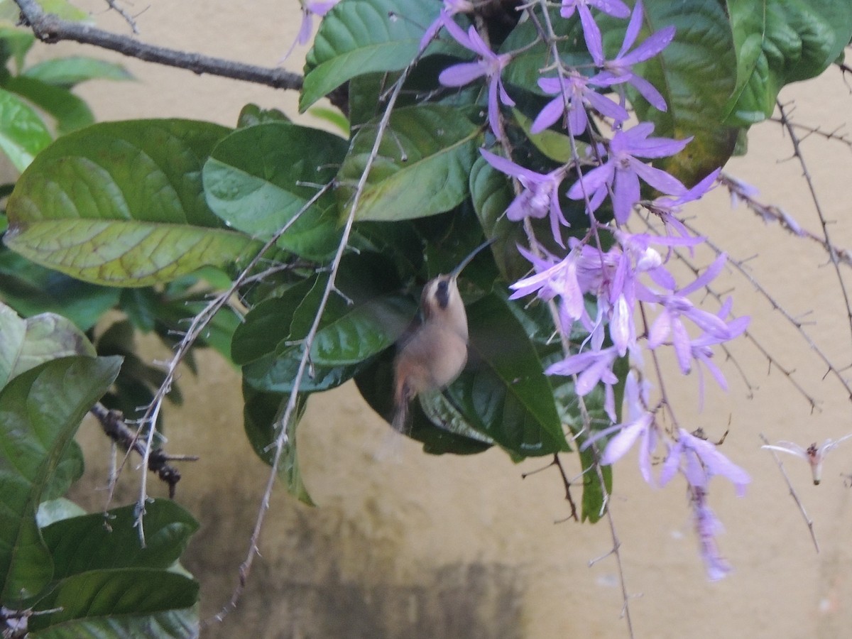 Stripe-throated Hermit - Edwin Mora