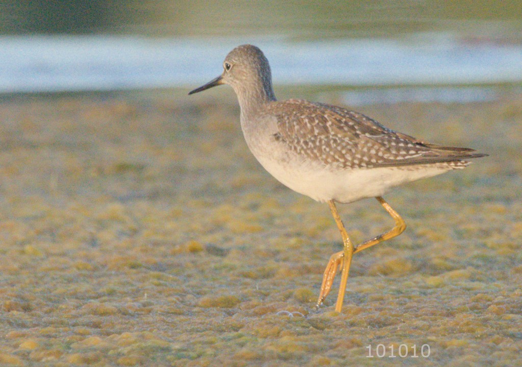 Greater Yellowlegs - Hugh Vandervoort