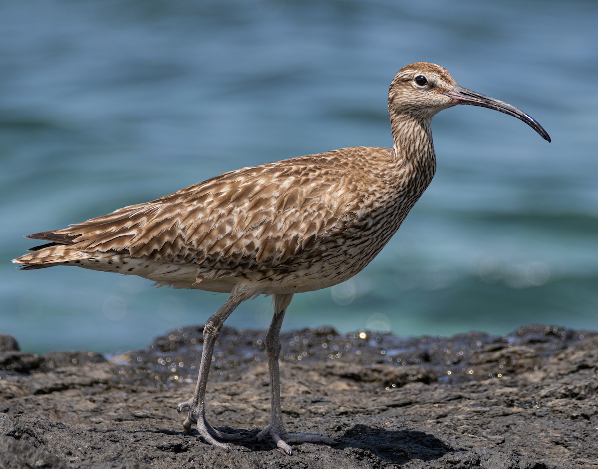 Whimbrel - ML606247081