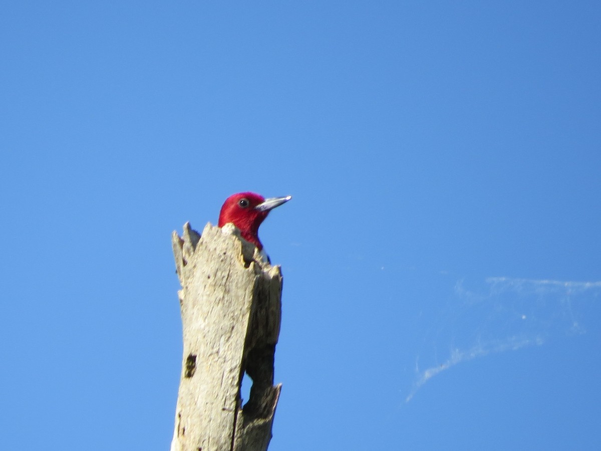 Red-headed Woodpecker - ML60624731