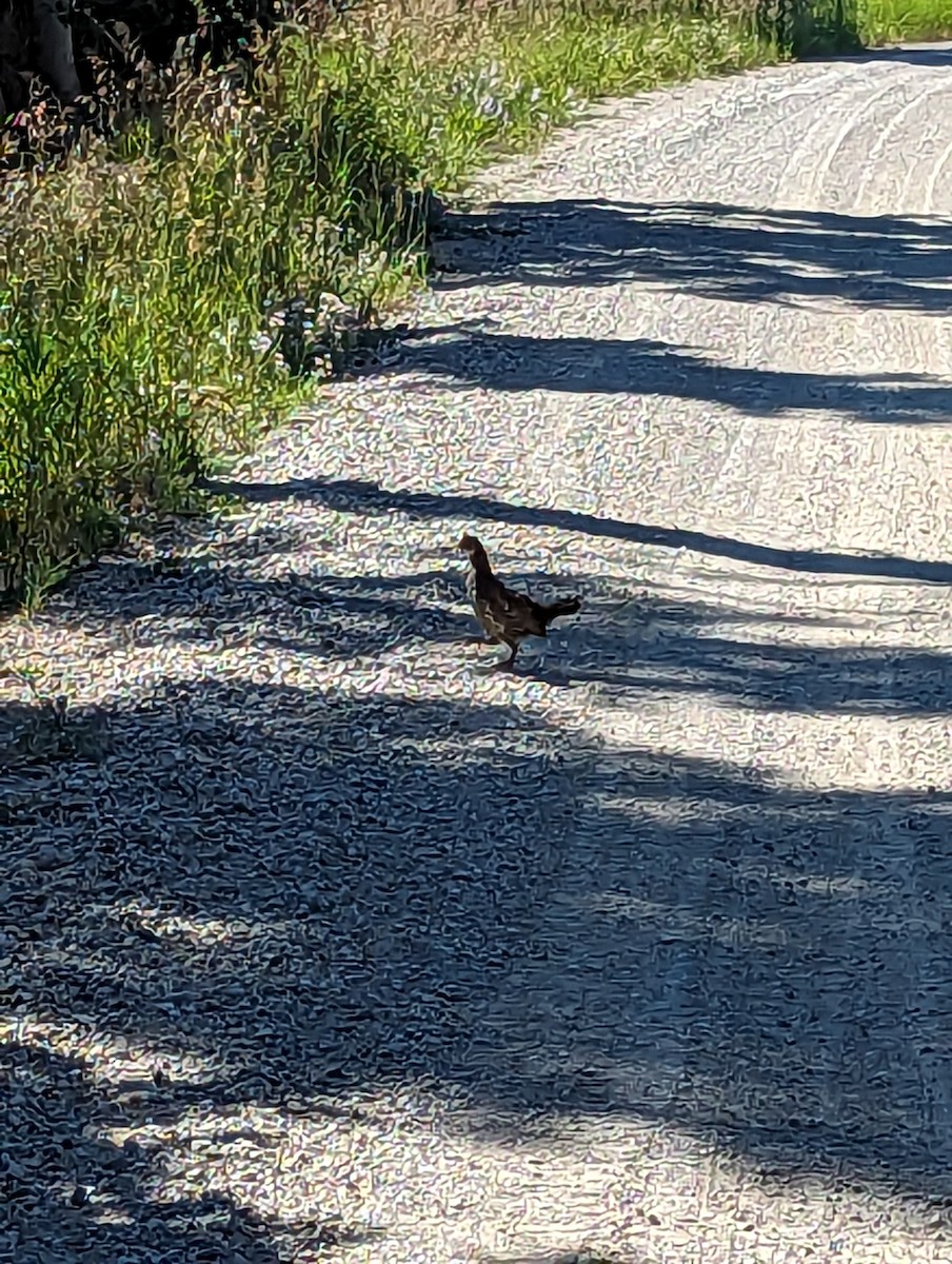 Dusky Grouse - ML606247631