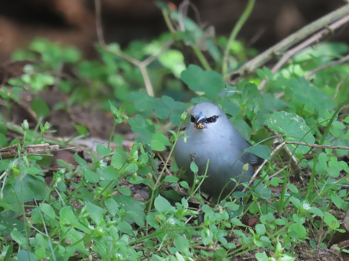 Black-tailed Waxbill - ML606248171