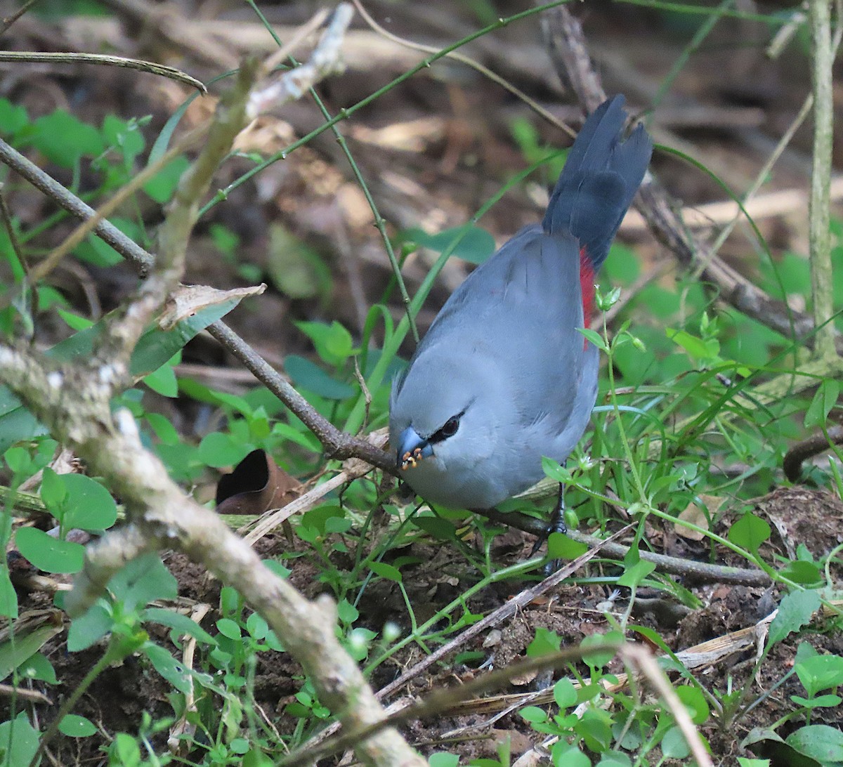 Black-tailed Waxbill - ML606248241