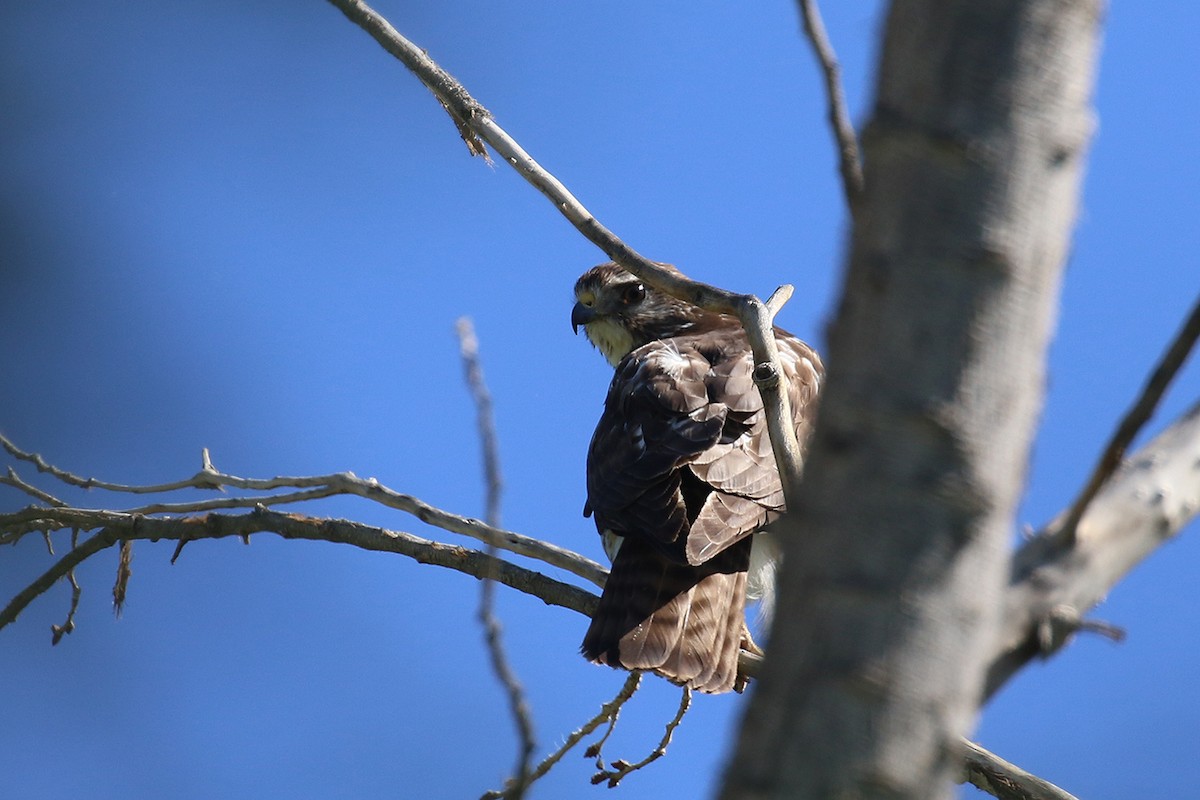 Broad-winged Hawk - Greg Scyphers