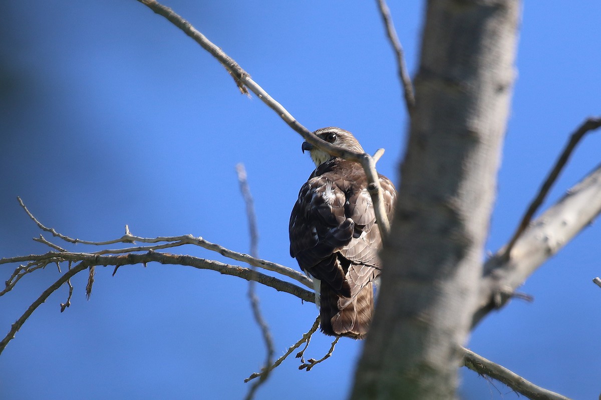 Broad-winged Hawk - Greg Scyphers