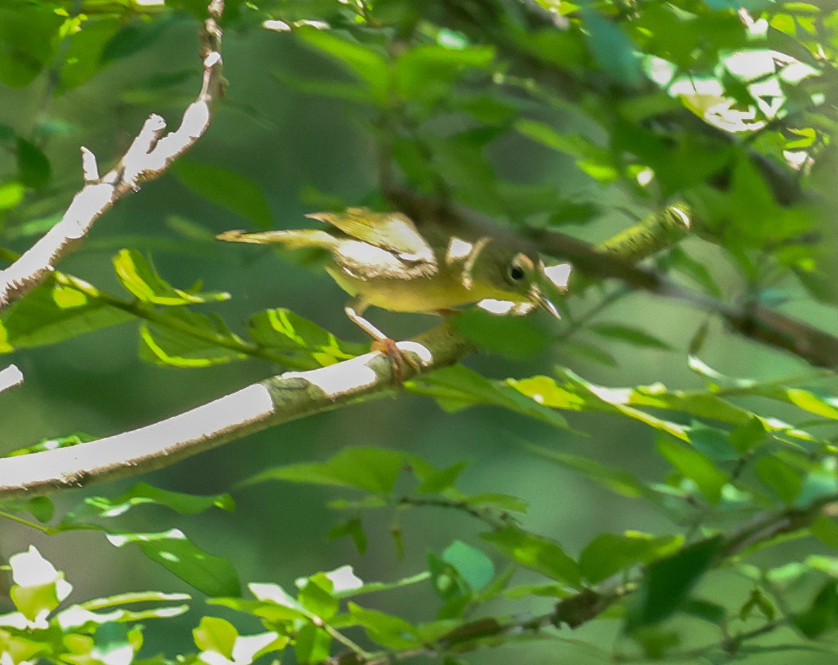 Common Yellowthroat - ML606249631