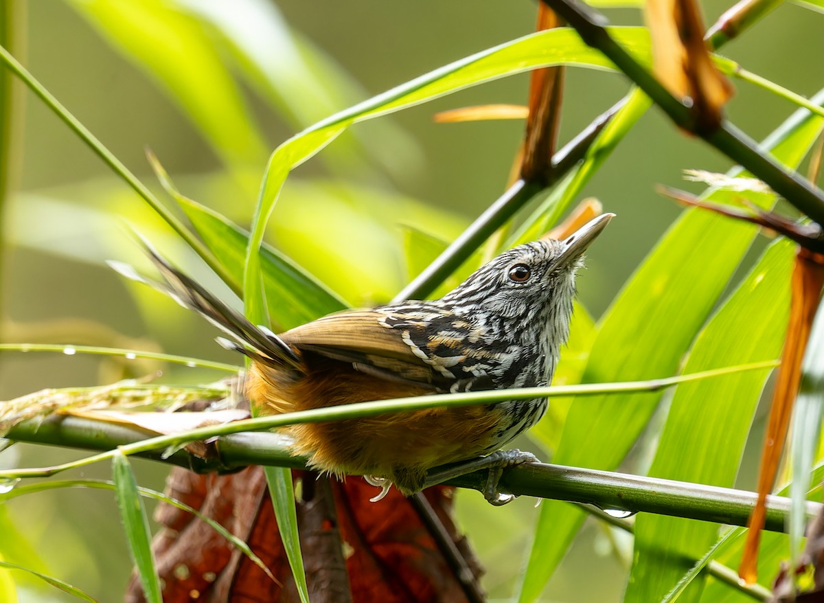 East Andean Antbird - ML606250401