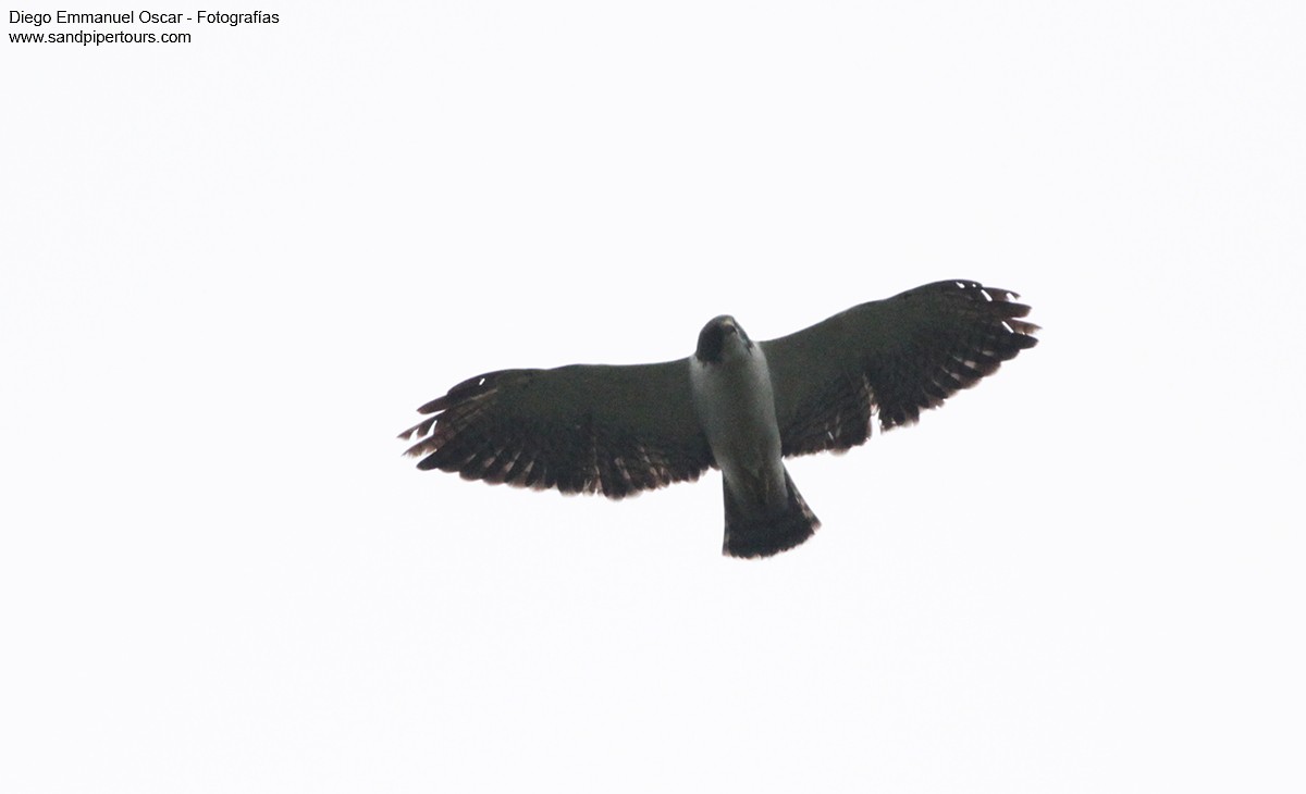 Short-tailed Hawk - ML60625141