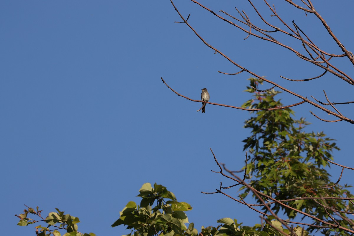 Eastern Wood-Pewee - ML606251551