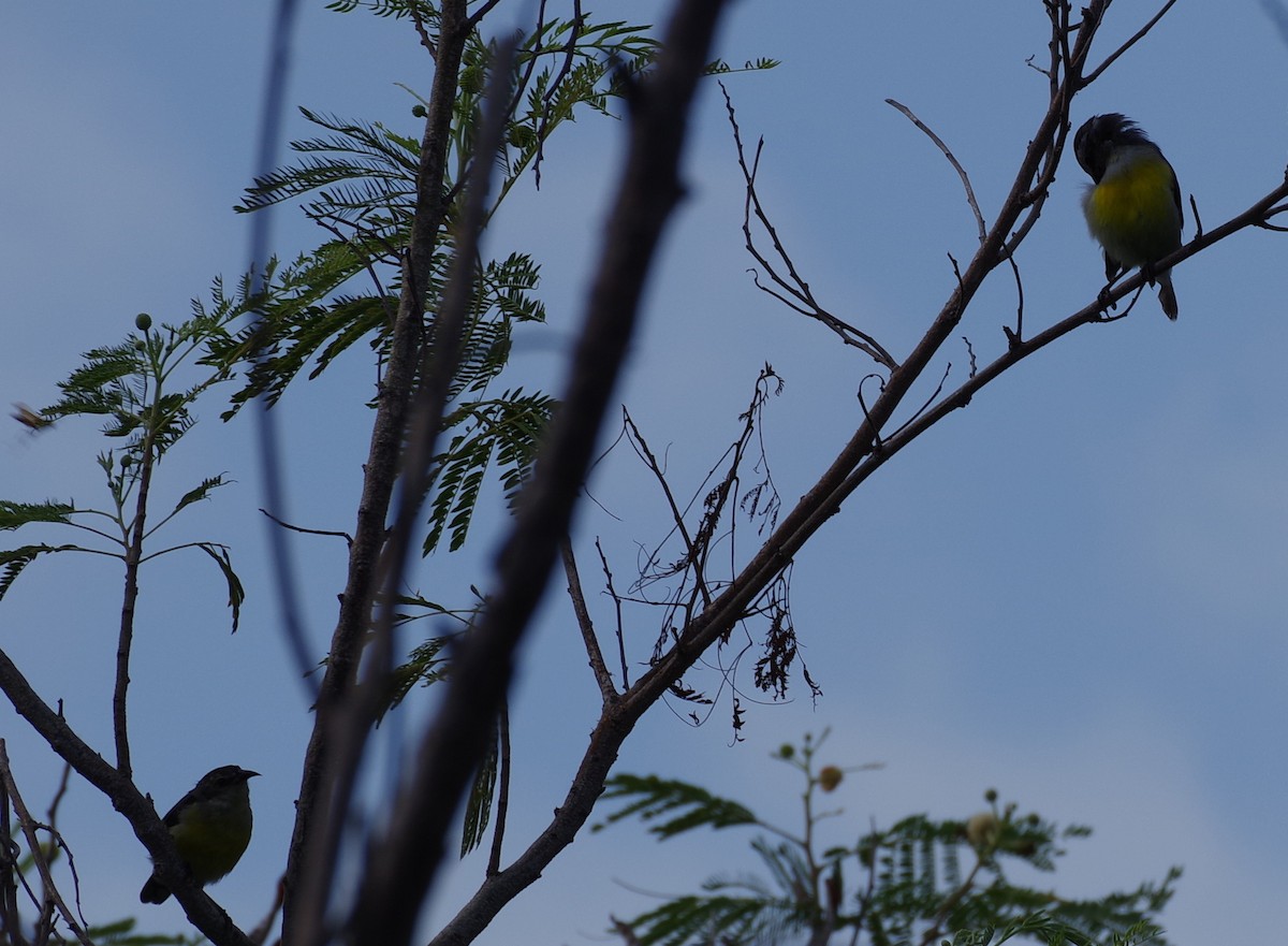 Zuckervogel (bahamensis) - ML606251621