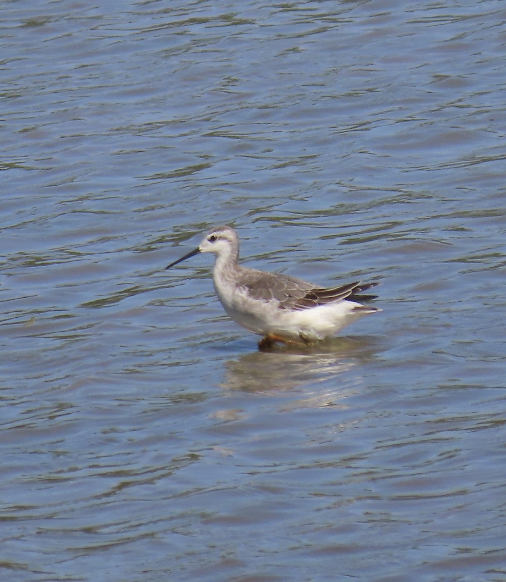 Wilson's Phalarope - ML606252201