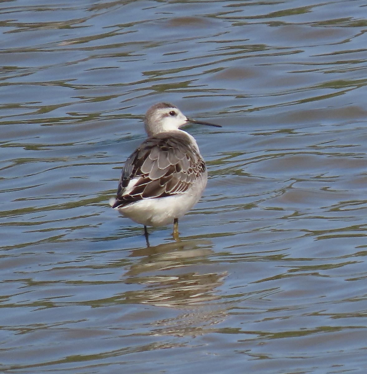 Wilson's Phalarope - ML606252211