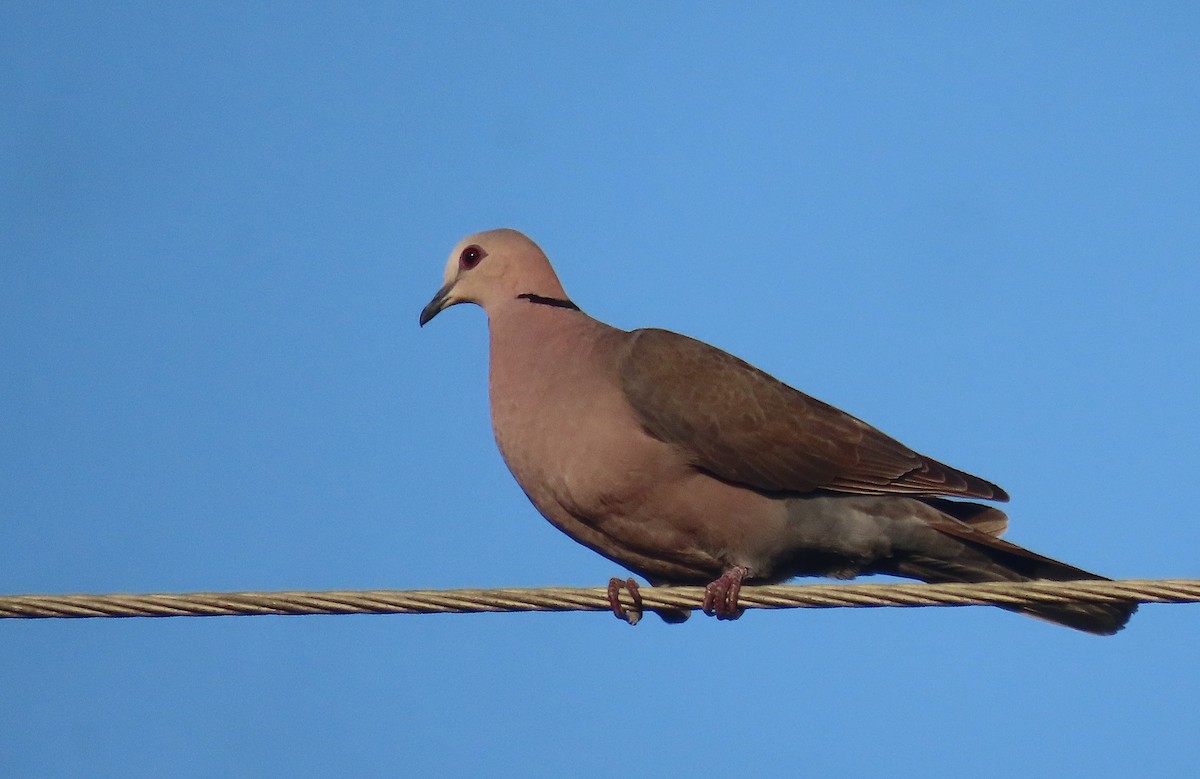 Red-eyed Dove - ML606252601